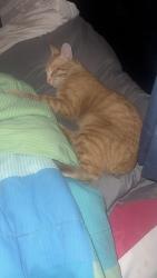 Lost Male Cat last seen Near E Orangethorpe Ave Anaheim CA92801, Anaheim, CA 92801