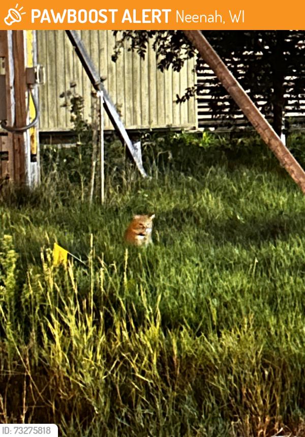 Found/Stray Unknown Cat last seen On the corner of First St and Second St at the roundabout, Neenah, WI 54956