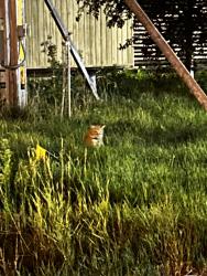 Found/Stray Unknown Cat last seen On the corner of First St and Second St at the roundabout, Neenah, WI 54956