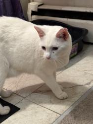 Reunited Female Cat last seen New and John Street, Haverhill, MA 01830