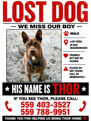 Lost Male Dog last seen Church and chestnut 7/11 and dollar general, Fresno, CA 93725