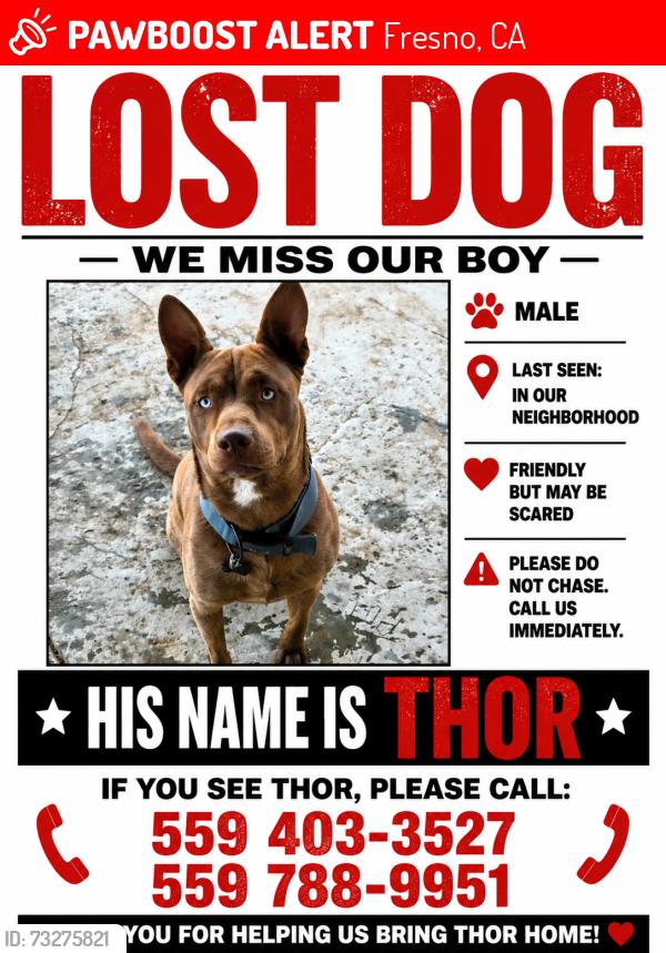 Lost Male Dog last seen Church and chestnut 7/11 and dollar general, Fresno, CA 93725