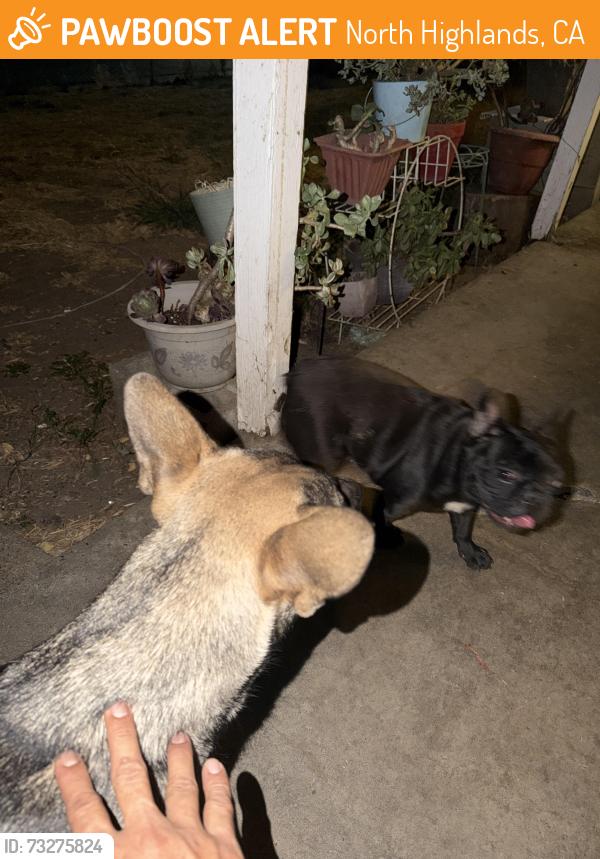 Found/Stray Female Dog last seen Near don julio blvd north highlands ,ca.95660, North Highlands, CA 95660