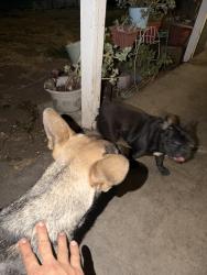 Found/Stray Female Dog last seen Near don julio blvd north highlands ,ca.95660, North Highlands, CA 95660