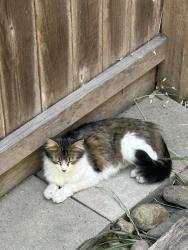 Lost Female Cat last seen George Lincoln Mosher Elementary School Elementary schoolCl, Stockton, CA 95212
