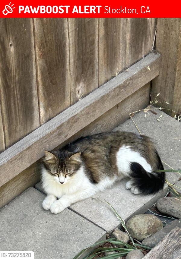 Lost Female Cat last seen George Lincoln Mosher Elementary School Elementary schoolCl, Stockton, CA 95212