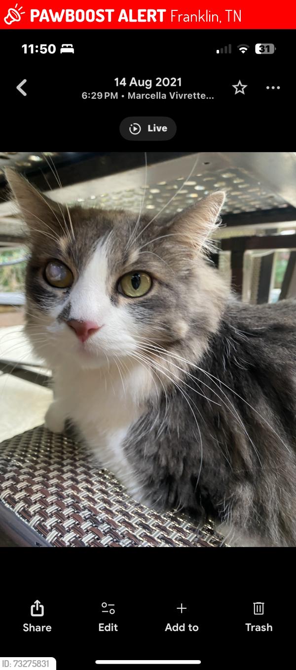Lost Male Cat last seen Smith Park, Franklin, TN 37067