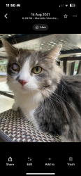 Lost Male Cat last seen Smith Park, Franklin, TN 37067