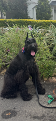 Lost Female Dog last seen Stan Oak Dr. off Laguna Canyon Rd, Laguna Beach, CA 92651