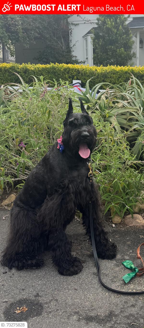 Lost Female Dog last seen Stan Oak Dr. off Laguna Canyon Rd, Laguna Beach, CA 92651