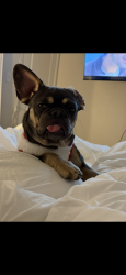 Lost Female Dog last seen Near arden way, San Jose, CA 95122
