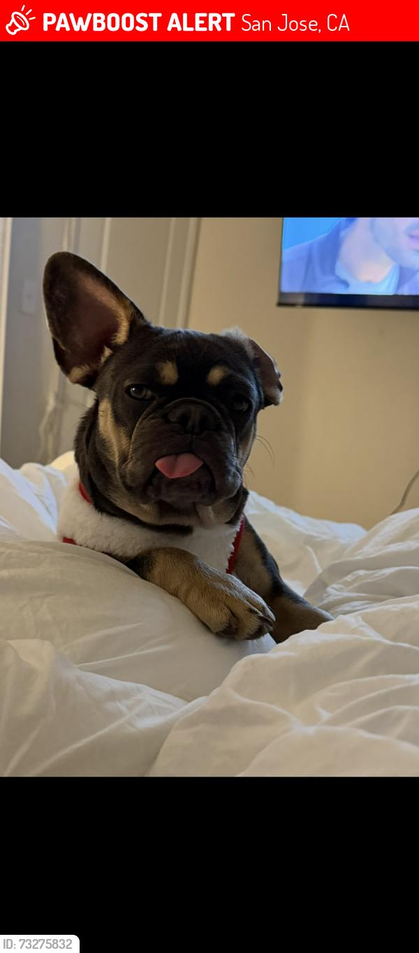 Lost Female Dog last seen Near arden way, San Jose, CA 95122