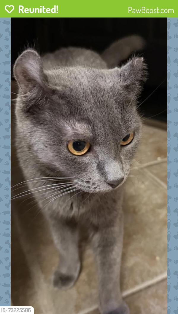 Reunited Female Cat last seen Near Grand Parkway & Champion Forest, Sugarberry Place, TX 77375