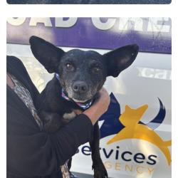 Lost Male Dog last seen Stanislaus animal shelter, Stanislaus County, CA 95380