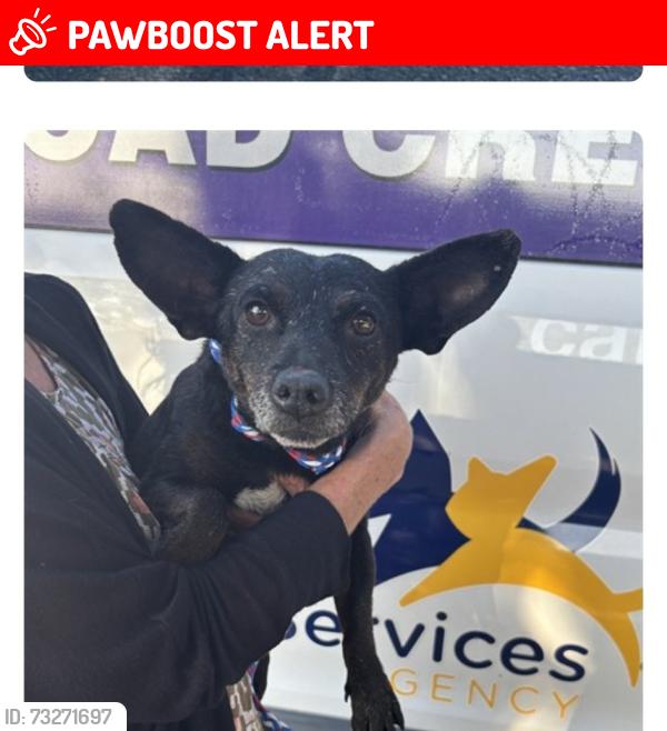 Lost Male Dog last seen Stanislaus animal shelter, Stanislaus County, CA 95380
