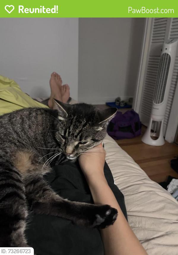 Reunited Female Cat last seen rue des Écores et Saint-Zotique, Montréal, QC H2G 1K2
