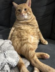 Lost Male Cat last seen Barsuda dr, Mississauga, ON L5J 1V6