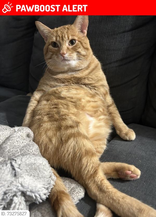 Lost Male Cat last seen Barsuda dr, Mississauga, ON L5J 1V6