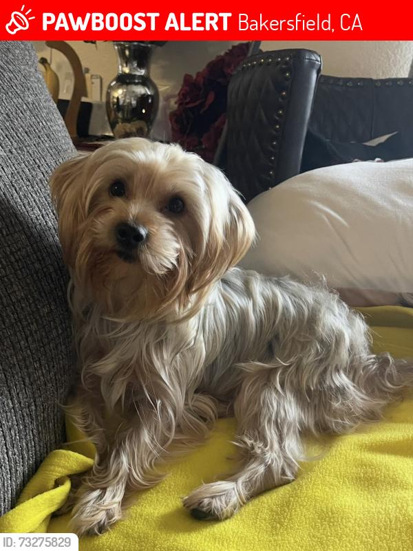 Lost Female Dog last seen Eastwind circle, Bakersfield, CA 93306