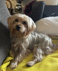 Lost Female Dog last seen Eastwind circle, Bakersfield, CA 93306