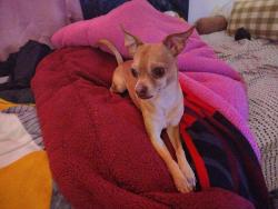 Lost Male Dog last seen Near J & S Market, Close to Iron Triangle, Richmond, Richmond, CA 94804