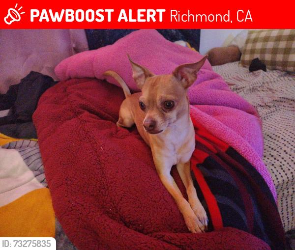 Lost Male Dog last seen Near J & S Market, Close to Iron Triangle, Richmond, Richmond, CA 94804