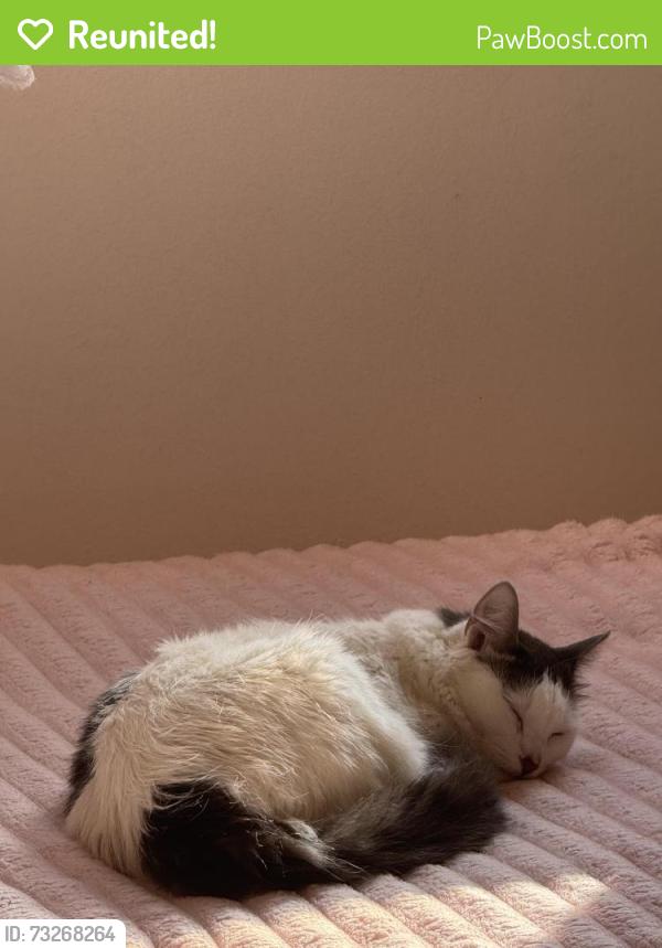 Reunited Female Cat last seen Near Arizona ave Santa Monica, CA, Santa Monica, CA 90404