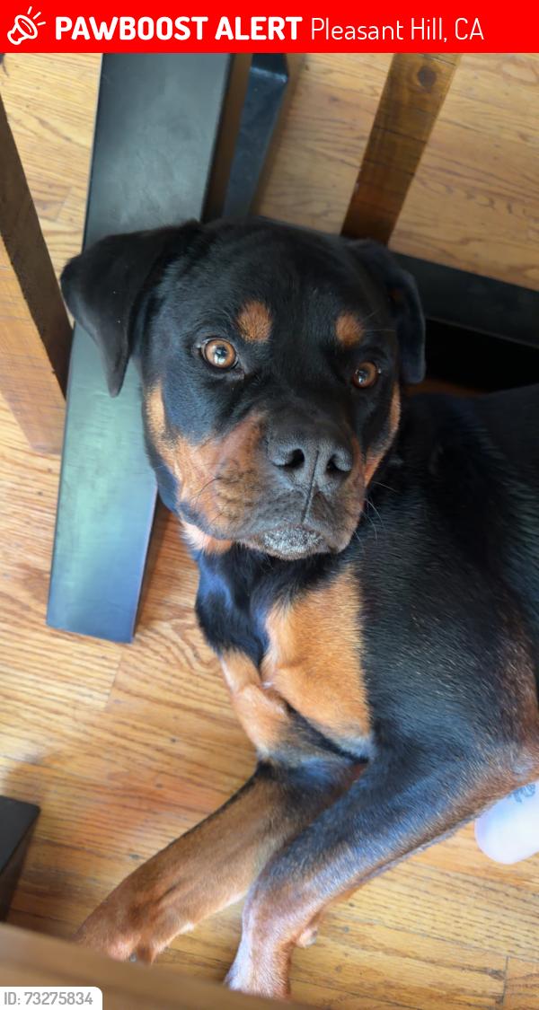 Lost Male Dog last seen Beth Dr -Ace Hardware, Pleasant Hill, CA 94523