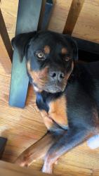 Lost Male Dog last seen Beth Dr -Ace Hardware, Pleasant Hill, CA 94523