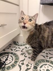 Reunited Unknown Cat last seen Mont Clair St, Los Angeles, CA 90018, USA, Los Angeles, CA 90018