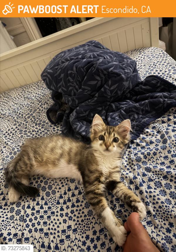 Found/Stray Male Cat last seen Felicita around Tulip, Escondido, CA 92027