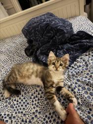 Found/Stray Male Cat last seen Felicita around Tulip, Escondido, CA 92027