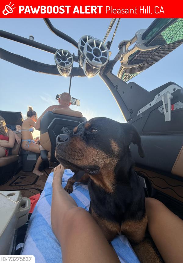 Lost Male Dog last seen Ace Hardware, Pleasant Hill, CA 94523