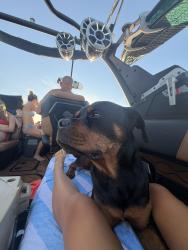 Lost Male Dog last seen Ace Hardware, Pleasant Hill, CA 94523