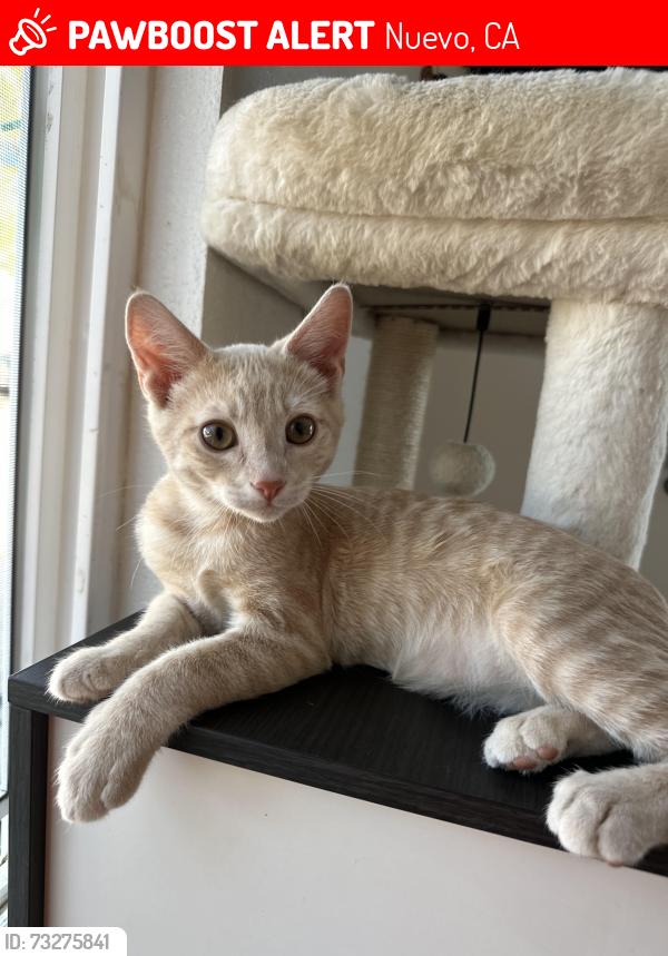 Lost Male Cat last seen Juniper flts road, Nuevo, CA 92567