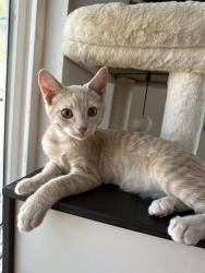 Lost Male Cat last seen Juniper flts road, Nuevo, CA 92567