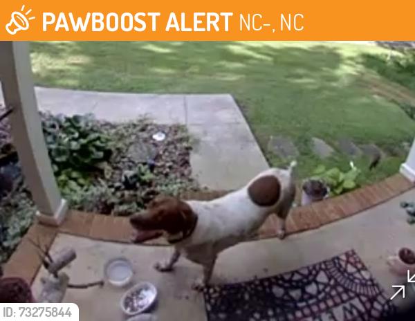 Found/Stray Unknown Dog last seen Balls Mill Road North Wilkesboro NC, NC-115, NC 28677