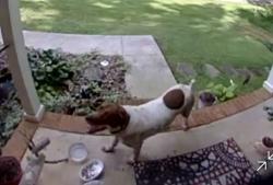 Found/Stray Unknown Dog last seen Balls Mill Road North Wilkesboro NC, NC-115, NC 28677
