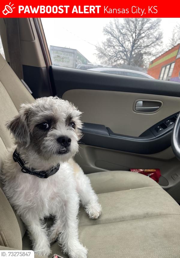Lost Male Dog last seen Afuera de la casa se pedio, Kansas City, KS 66104
