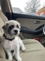 Lost Male Dog last seen Afuera de la casa se pedio, Kansas City, KS 66104