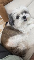 Lost Male Dog last seen Florence and crenshaw, Los Angeles, CA 90043