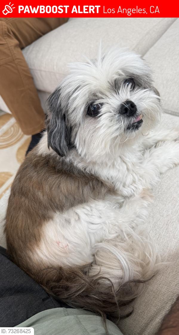 Lost Male Dog last seen Florence and crenshaw, Los Angeles, CA 90043