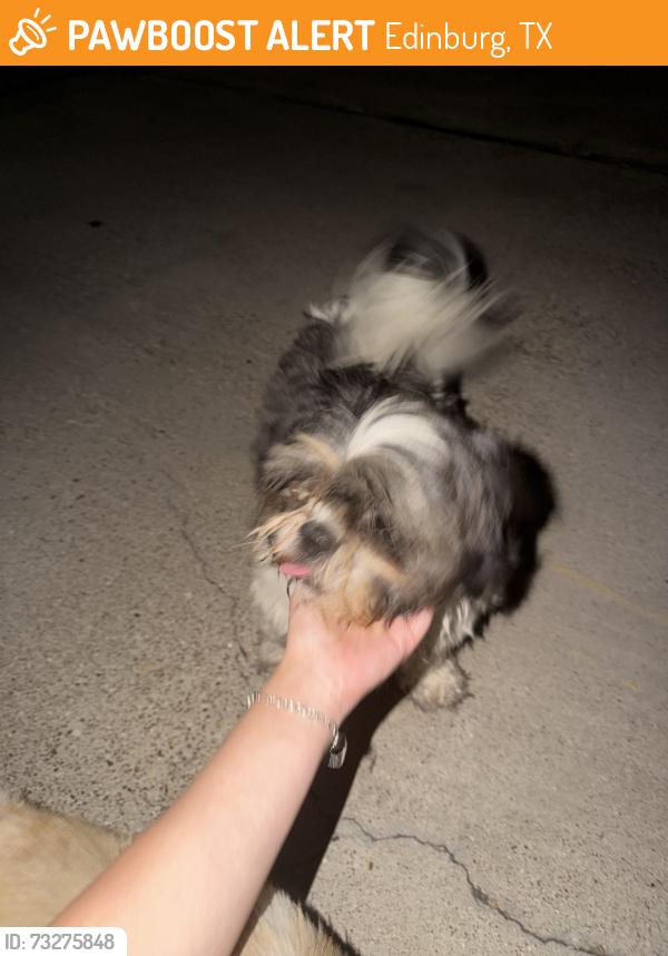 Found/Stray Female Dog last seen By Stonehaven Blvd, Edinburg, TX 78539