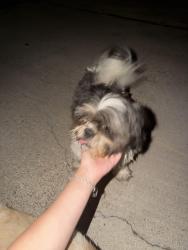 Found/Stray Female Dog last seen By Stonehaven Blvd, Edinburg, TX 78539