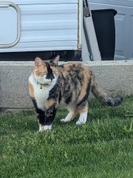 Lost Female Cat last seen Sunview Drive and San Miguel, Bakersfield, CA 93306