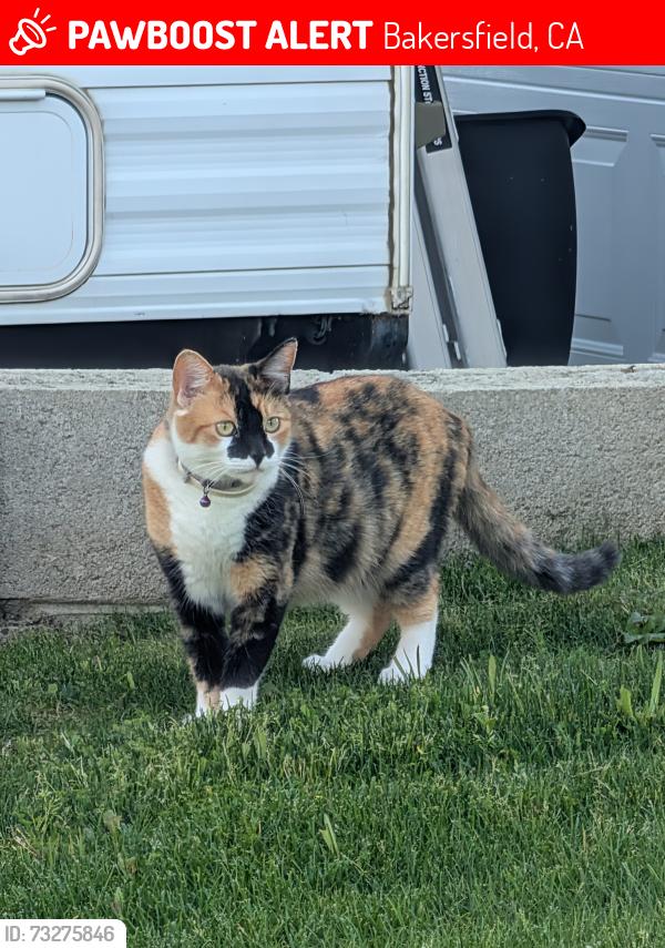 Lost Female Cat last seen Sunview Drive and San Miguel, Bakersfield, CA 93306