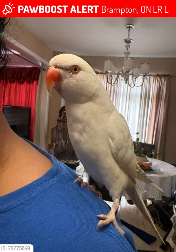 Lost Male Bird last seen Good Hope and Snowdrift, Brampton, ON L6R 3L7