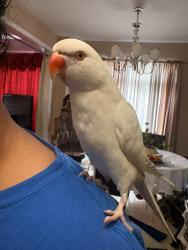Lost Male Bird last seen Good Hope and Snowdrift, Brampton, ON L6R 3L7