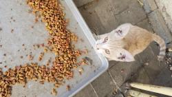 Found/Stray Unknown Cat last seen Garber way and rexland drive, Rexland Acres, CA 93307