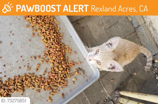 Found/Stray Unknown Cat last seen Garber way and rexland drive, Rexland Acres, CA 93307
